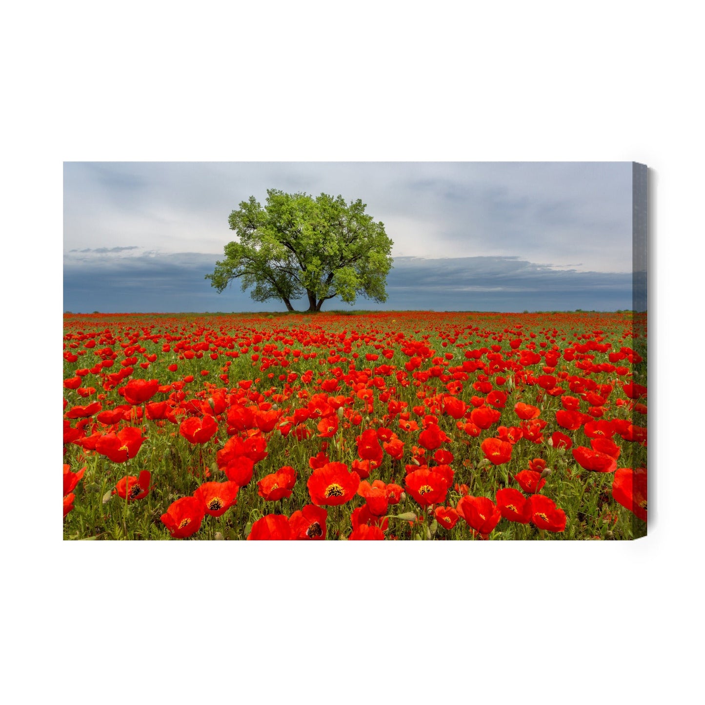 Obraz na płótnie drzewo z makami – nowoczesna dekoracja do salonu - Artavia