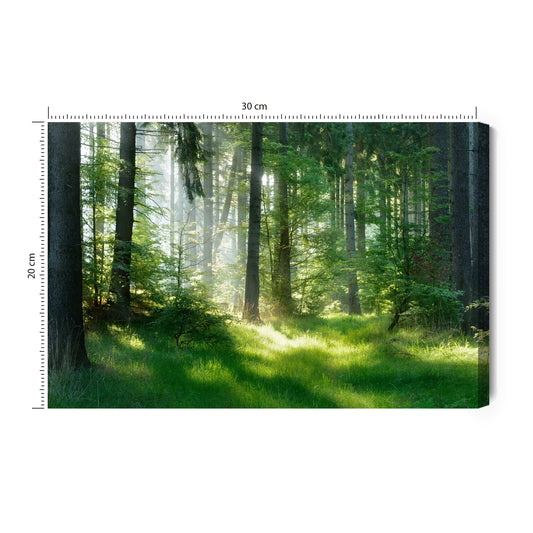 Obraz Na Płótnie Las - Artavia